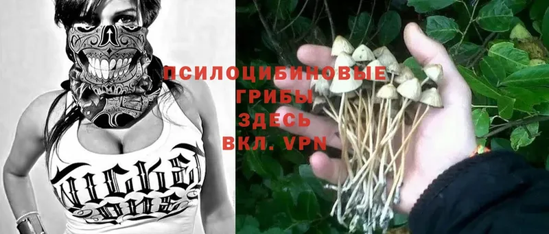 Псилоцибиновые грибы Cubensis  Урюпинск 